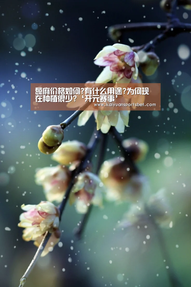 蓖麻价格如何?有什么用途?为何现在种植很少?‘开元赛事’(图1) 开元赛事